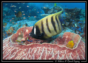 Swimming pool for angel fish 
(Pomacanthus sexstriatus i... by Raoul Caprez 
